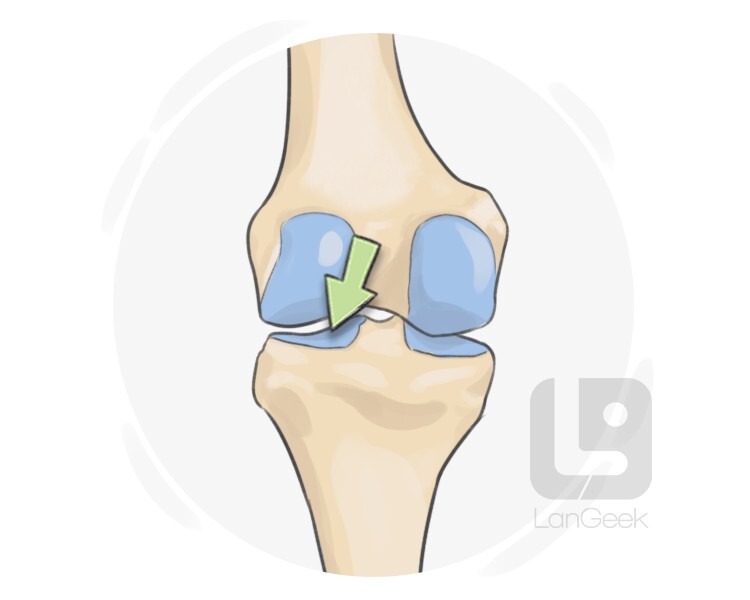 cartilage definition and meaning