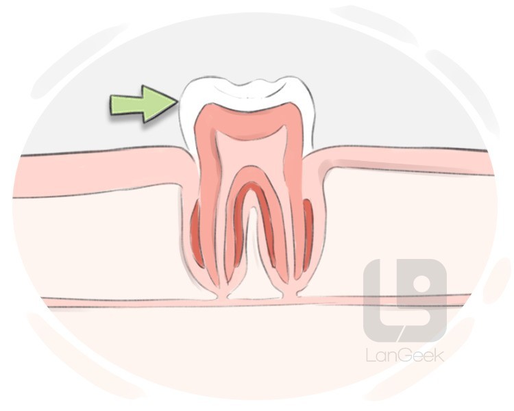 tooth enamel definition and meaning
