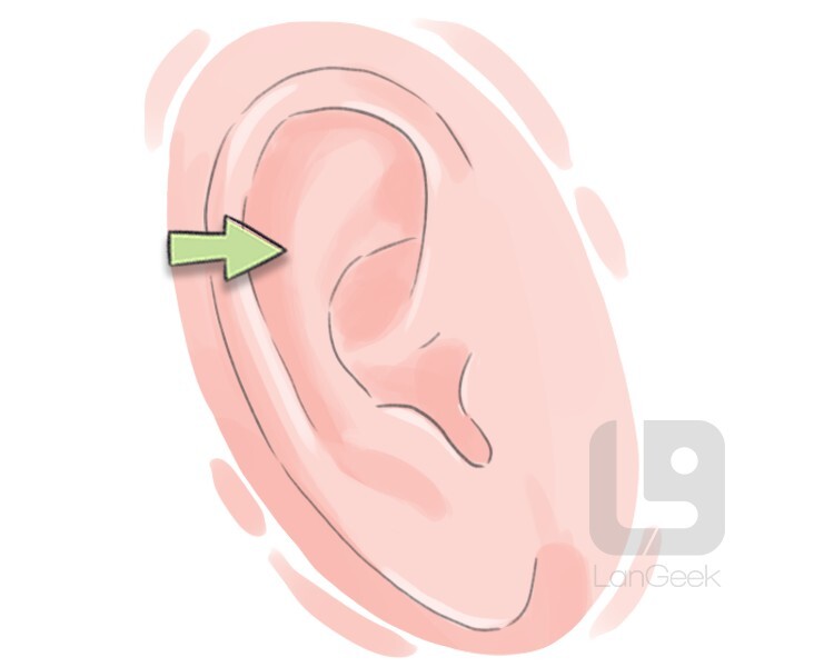 antihelix definition and meaning