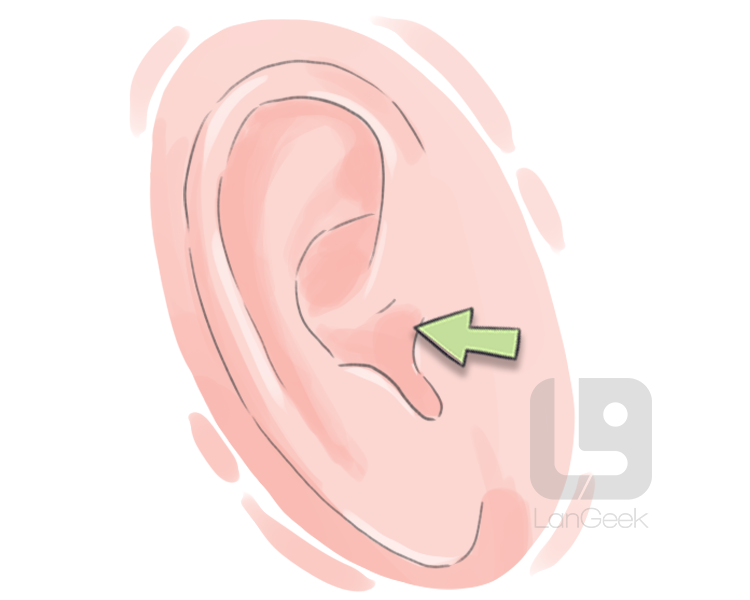 auditory canal definition and meaning