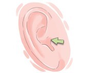 ear canal