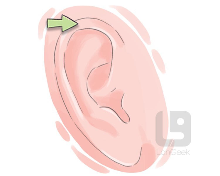 Definition & Meaning of "Helix" LanGeek