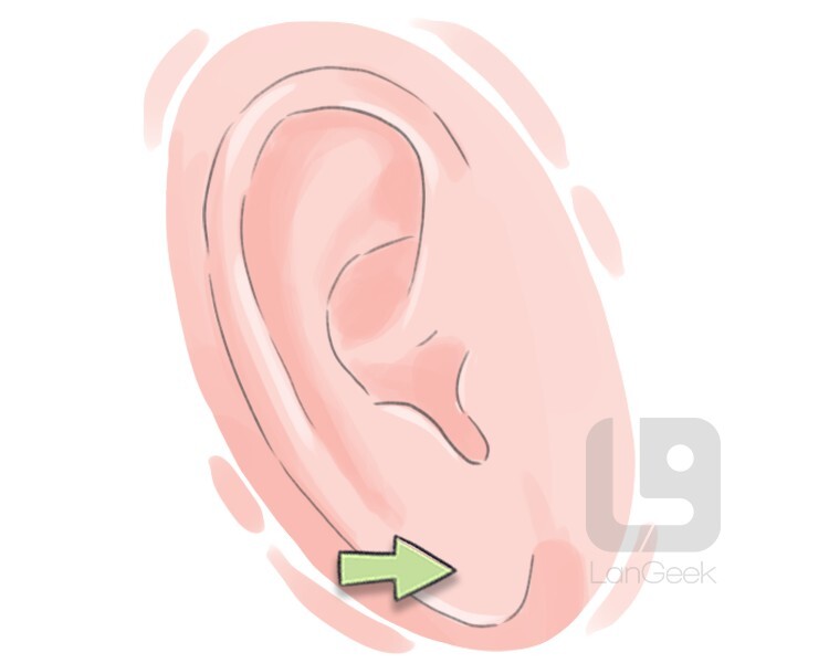 lobule definition and meaning