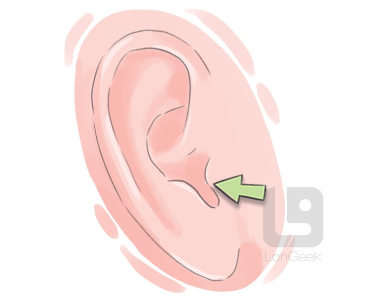 Definition & Meaning of "Tragus" LanGeek