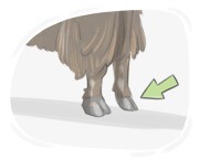 cloven hoof