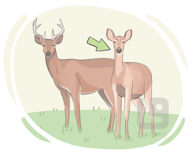doe definition and meaning