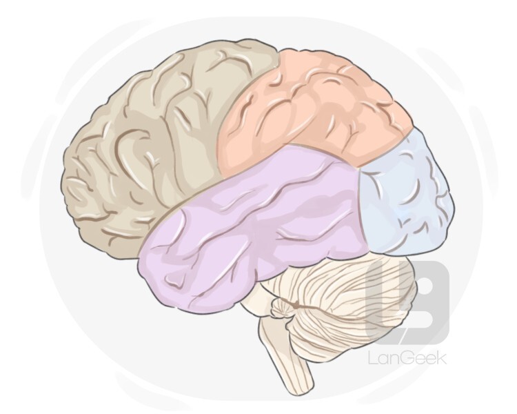 lobe definition and meaning