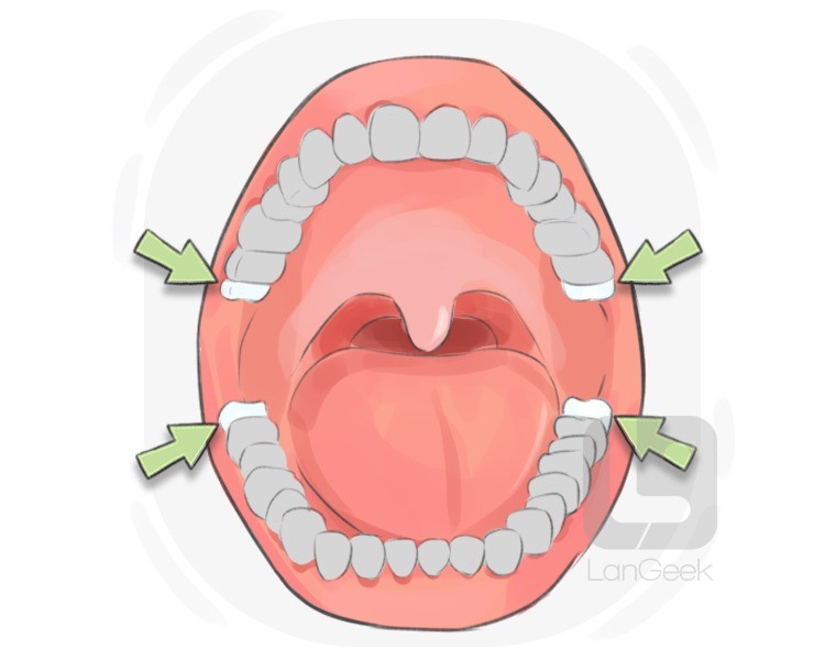 wisdom tooth definition and meaning