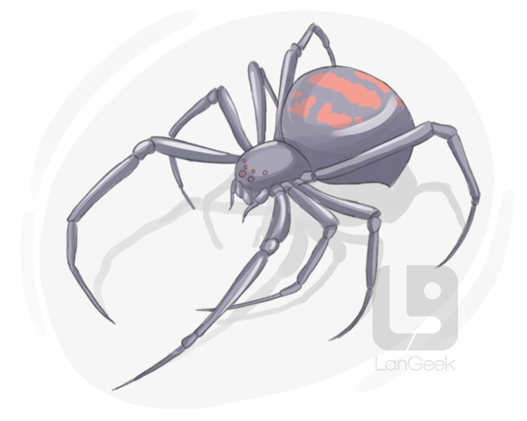 latrodectus mactans definition and meaning