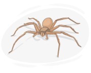 brown recluse