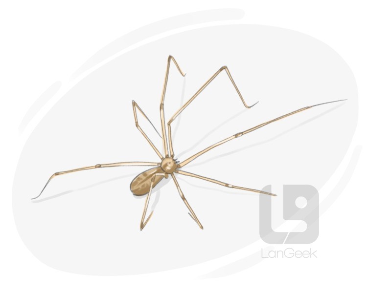 daddy longlegs definition and meaning