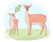 fawn