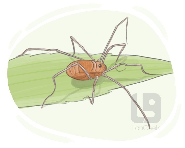 harvestman definition and meaning
