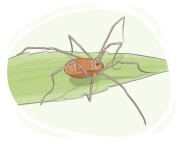 harvestman