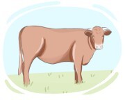 Shorthorn