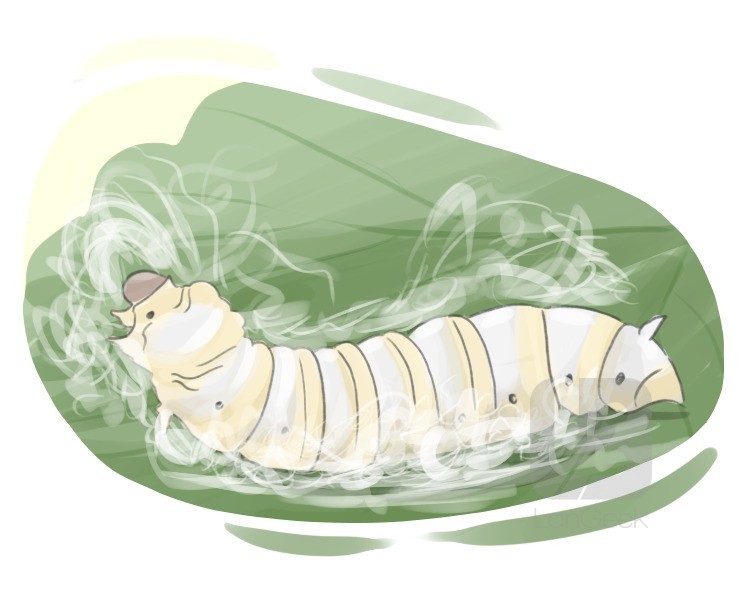 silkworm definition and meaning