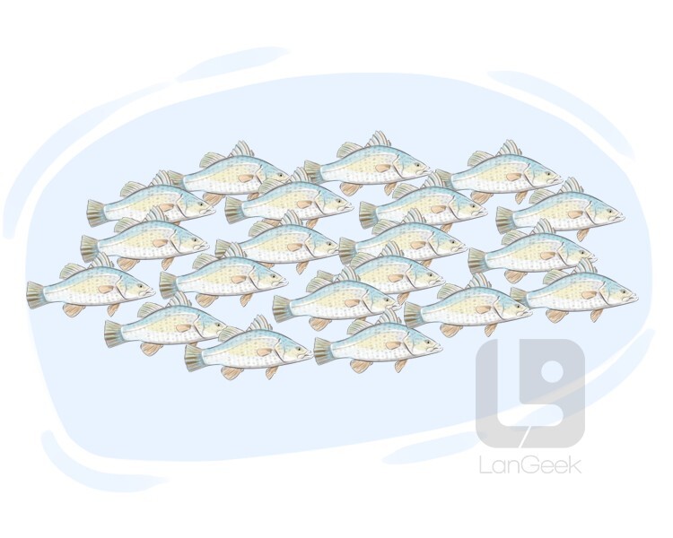 definition-meaning-of-shoal-langeek