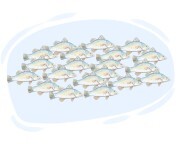 shoal