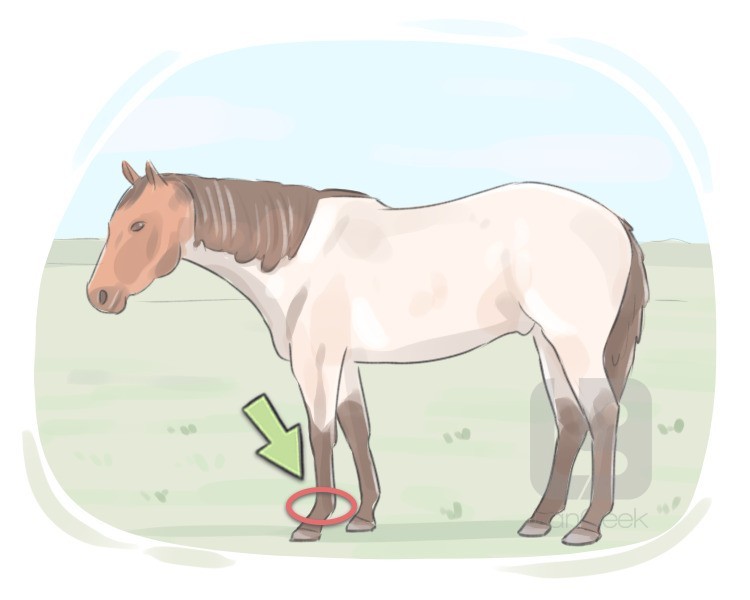 fetlock joint definition and meaning