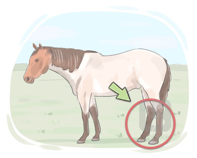 hind limb definition and meaning