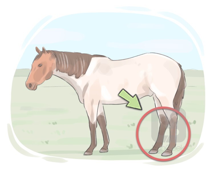 Definition Meaning Of Hind Limb LanGeek