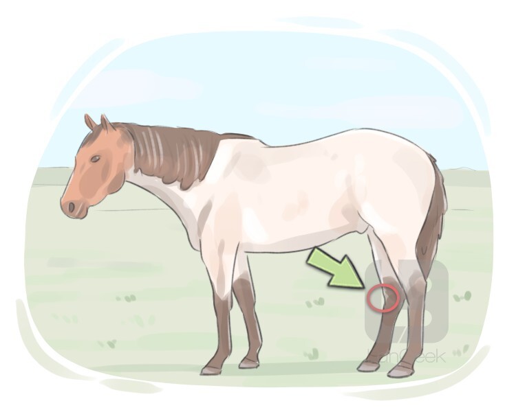 Definition & Meaning of "Hockjoint" LanGeek