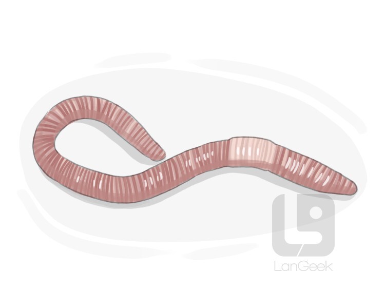 Definition & Meaning of Earthworm