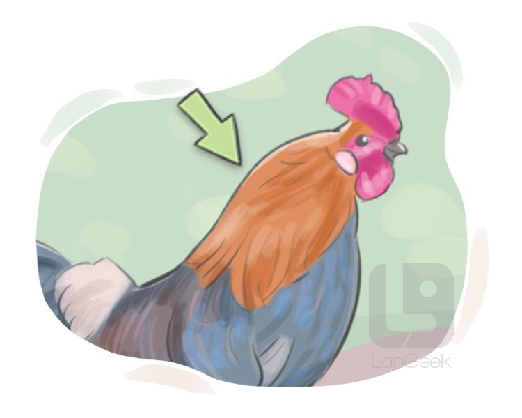 Definition & Meaning of "Hackle" LanGeek