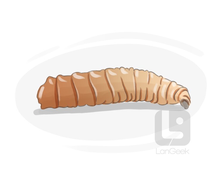 Definition & Meaning of "Maggot" LanGeek