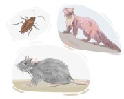 vermin
