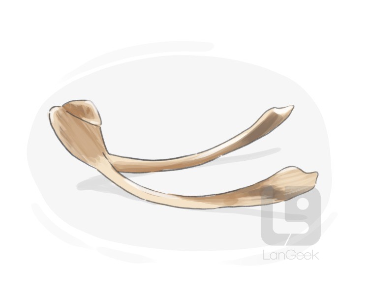 wishbone definition and meaning