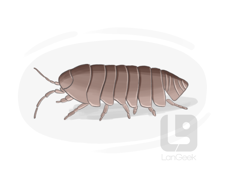 wood louse definition and meaning
