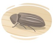 woodworm