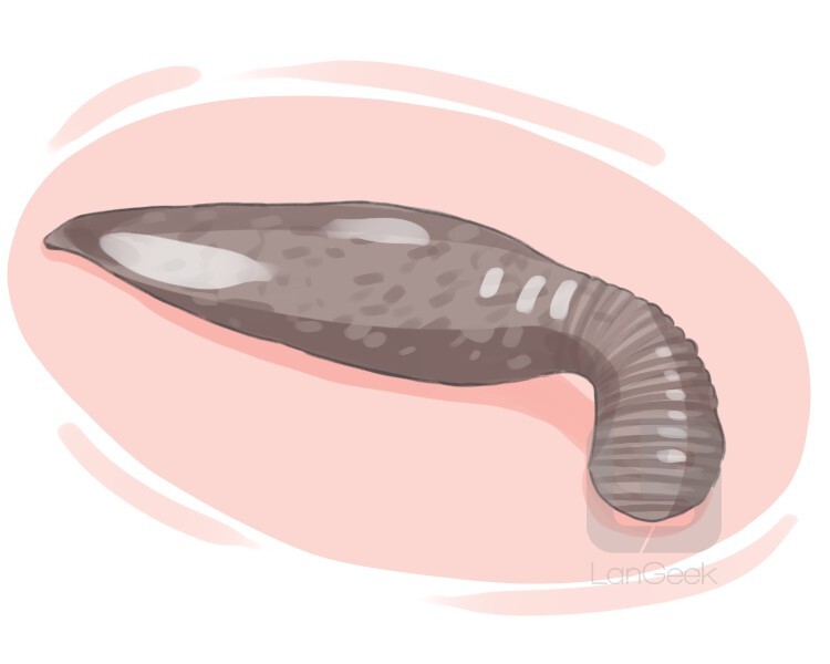 definition-meaning-of-leech-langeek