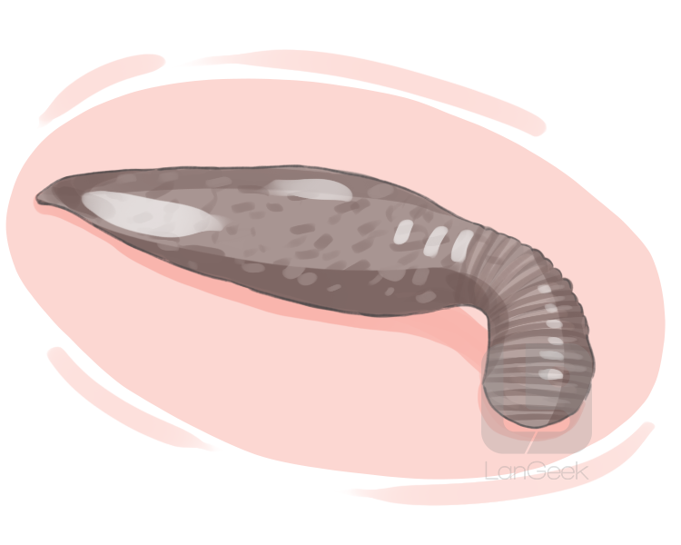 leech definition and meaning