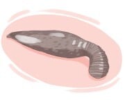 leech