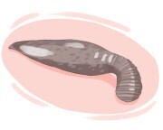 leech