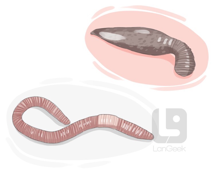 round worm