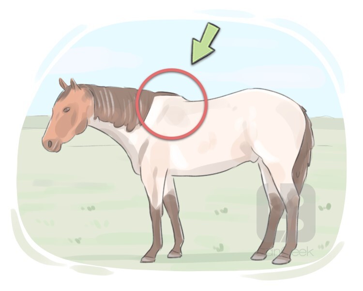 Definition & Meaning of "Withers" LanGeek