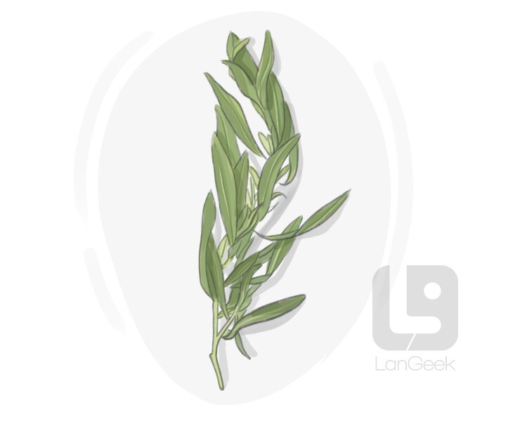 Definition & Meaning of "Tarragon" LanGeek