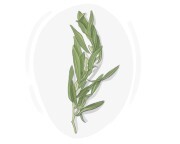 tarragon