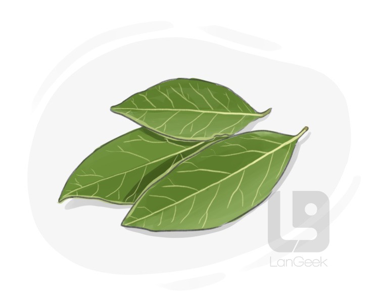 bay leaf definition and meaning