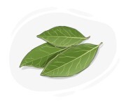 bay leaf