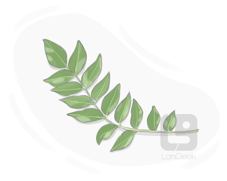 curry leaf definition and meaning