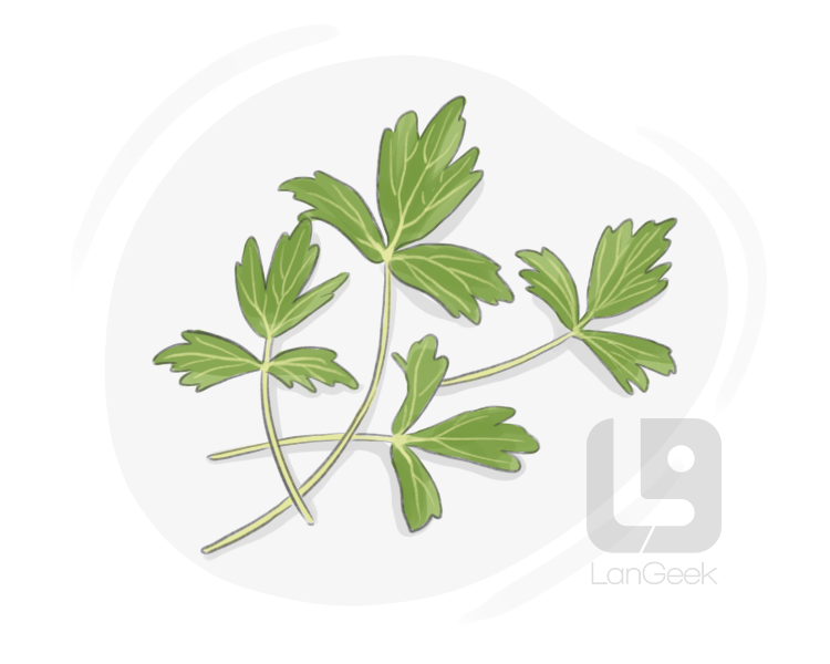 lovage definition and meaning