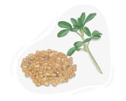 fenugreek