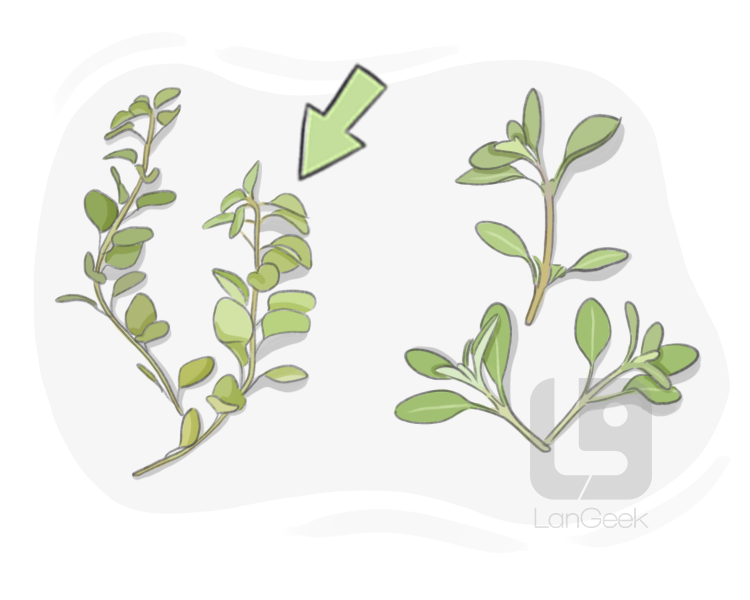 oregano definition and meaning