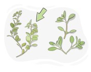 oregano