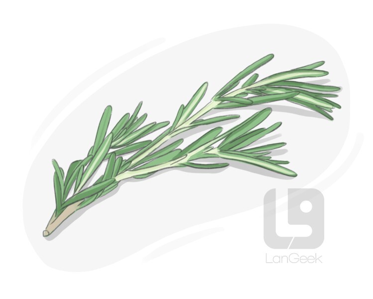 rosemary definition and meaning