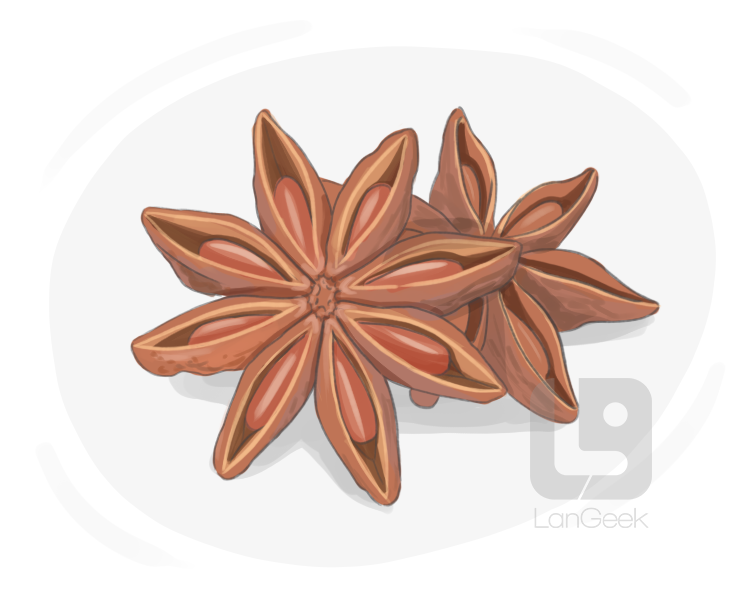 star anise definition and meaning